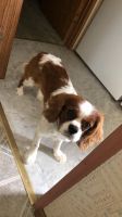 Cavalier King Charles Spaniel Puppies for sale in 2257 SE 37th Rd, Bushnell, FL 33513, USA. price: NA