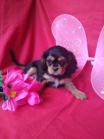 Cavalier King Charles Spaniel Puppies for sale in Dunbar, PA 15431, USA. price: NA