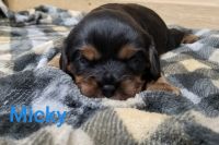 Cavalier King Charles Spaniel Puppies for sale in Rock Valley, IA 51247, USA. price: NA