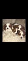 Cavalier King Charles Spaniel Puppies for sale in Salt Lake City, UT 84101, USA. price: NA