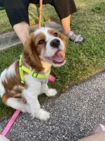 Cavalier King Charles Spaniel Puppies for sale in PT CANAVERAL, FL 32920, USA. price: NA