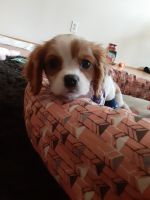 Cavalier King Charles Spaniel Puppies for sale in 13992 E Stanford Cir, Aurora, CO 80015, USA. price: NA