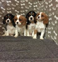 Cavalier King Charles Spaniel Puppies for sale in Oakland, CA, USA. price: NA