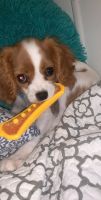 Cavalier King Charles Spaniel Puppies for sale in Tyler, TX, USA. price: NA