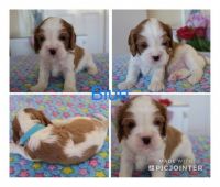 Cavalier King Charles Spaniel Puppies for sale in 77060 Jessie Romig Dr, Grosse Tete, LA 70740, USA. price: NA