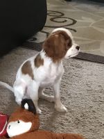 Cavalier King Charles Spaniel Puppies for sale in Germantown, MD, USA. price: NA