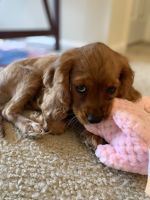 Cavalier King Charles Spaniel Puppies for sale in Weston, FL, USA. price: NA