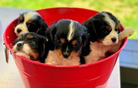 Cavalier King Charles Spaniel Puppies for sale in Nine Mile Falls, WA 99026, USA. price: NA