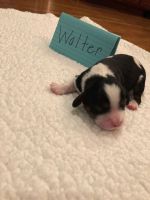 Cavalier King Charles Spaniel Puppies for sale in Chesterfield, VA 23832, USA. price: NA