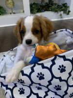 Cavalier King Charles Spaniel Puppies for sale in Noblesville, IN, USA. price: NA