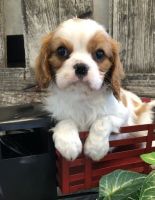 Cavalier King Charles Spaniel Puppies for sale in San Francisco, CA, USA. price: NA