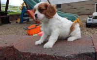 Cavalier King Charles Spaniel Puppies for sale in Lexington, KY, USA. price: NA