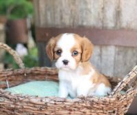Cavalier King Charles Spaniel Puppies for sale in San Jose, CA, USA. price: NA