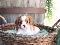 Cavalier King Charles Spaniel Puppies for sale in San Jose, CA, USA. price: NA
