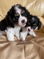 Cavalier King Charles Spaniel Puppies for sale in Rochester, MN, USA. price: NA