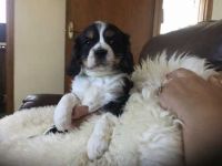 Cavalier King Charles Spaniel Puppies for sale in 10013 Foster Ave, Brooklyn, NY 11236, USA. price: NA