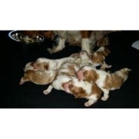 Cavalier King Charles Spaniel Puppies for sale in Richardson, TX 75080, USA. price: NA