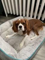 Cavalier King Charles Spaniel Puppies for sale in Englewood, NJ 07631, USA. price: NA