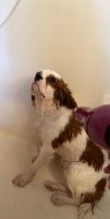Cavalier King Charles Spaniel Puppies for sale in Toms River, NJ, USA. price: NA