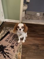 Cavalier King Charles Spaniel Puppies for sale in Toms River Rd, Toms River, NJ, USA. price: NA