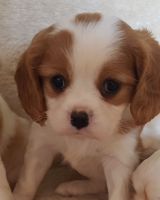 Cavalier King Charles Spaniel Puppies for sale in North Hollywood, Los Angeles, CA, USA. price: NA
