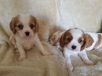 Cavalier King Charles Spaniel Puppies for sale in North Hollywood, Los Angeles, CA, USA. price: NA