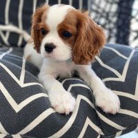 Cavalier King Charles Spaniel Puppies for sale in Key West, FL 33040, USA. price: NA