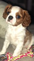 Cavalier King Charles Spaniel Puppies for sale in Jamaica, NY 11432, USA. price: NA