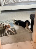 Cavalier King Charles Spaniel Puppies for sale in Fairlawn, OH, USA. price: NA