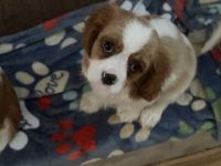 Cavalier King Charles Spaniel Puppies for sale in North Chesterfield, VA 23236, USA. price: NA