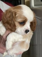 Cavalier King Charles Spaniel Puppies for sale in North Chesterfield, VA 23236, USA. price: NA
