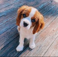 Cavalier King Charles Spaniel Puppies for sale in 902 Beech St, Coffeyville, KS 67337, USA. price: NA