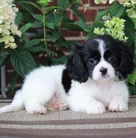 Cavalier King Charles Spaniel Puppies for sale in Las Vegas, NV, USA. price: NA