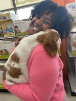Cavalier King Charles Spaniel Puppies for sale in Canal Winchester, OH, USA. price: NA
