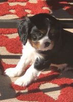 Cavalier King Charles Spaniel Puppies for sale in San Luis Obispo County, CA, USA. price: NA