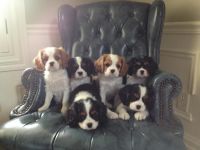 Cavalier King Charles Spaniel Puppies for sale in Columbia, MO, USA. price: NA