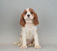 Cavalier King Charles Spaniel Puppies for sale in Warsaw, IN, USA. price: NA