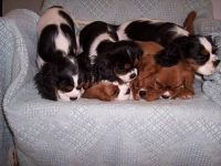 Cavalier King Charles Spaniel Puppies for sale in Everett, MA 02149, USA. price: NA