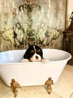 Cavalier King Charles Spaniel Puppies for sale in Texarkana, TX, USA. price: NA