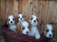 Cavalier King Charles Spaniel Puppies for sale in Wausau, WI 54403, USA. price: NA