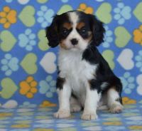 Cavalier King Charles Spaniel Puppies for sale in Gardendale, TX 79758, USA. price: NA