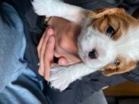 Cavalier King Charles Spaniel Puppies for sale in 24617 Waterson Ct, Hayward, CA 94544, USA. price: NA