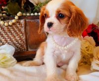 Cavalier King Charles Spaniel Puppies for sale in TX-121, McKinney, TX, USA. price: NA