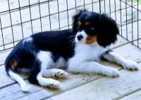 Cavalier King Charles Spaniel Puppies for sale in Diamond, MO 64840, USA. price: NA