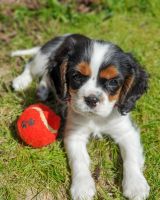 Cavalier King Charles Spaniel Puppies for sale in Indianapolis, IN, USA. price: NA