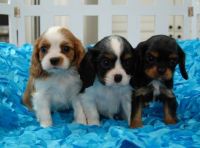 Cavalier King Charles Spaniel Puppies for sale in Seattle, WA, USA. price: NA