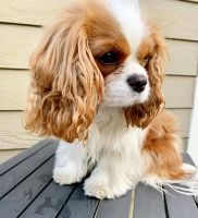 Cavalier King Charles Spaniel Puppies for sale in Chicago, IL, USA. price: NA