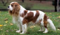 cavalier king charles spaniel dog