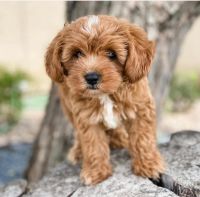 Cavapoo Puppies for sale in Cañada Rd, Redwood City, CA 94062, USA. price: NA