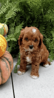 Cavapoo Puppies for sale in Sanford, FL, USA. price: NA
